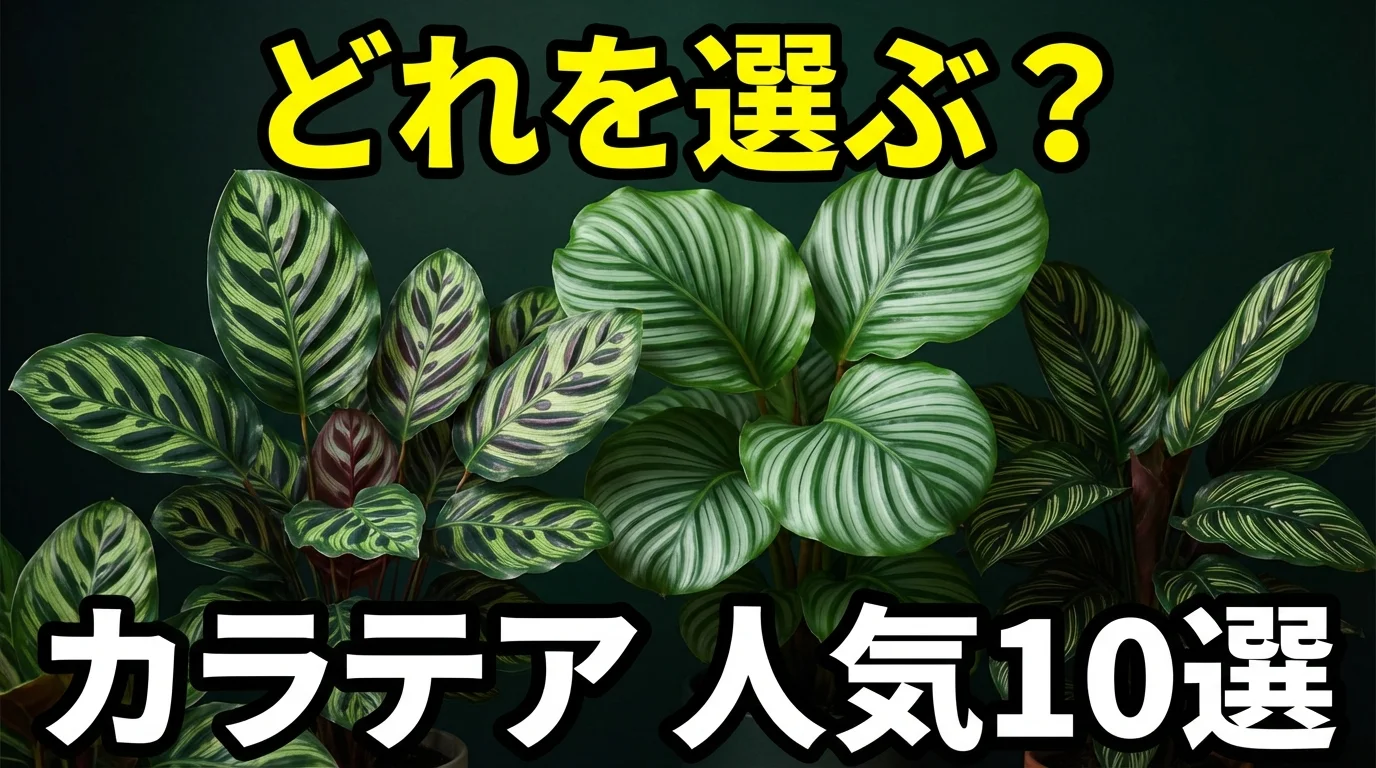 カラテアの種類おすすめ10選!初心者向けの育てやすい品種から希少種まで
