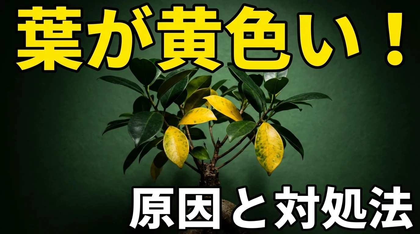 ガジュマルの葉が黄色くなる原因と対処法!根腐れの見分け方も解説